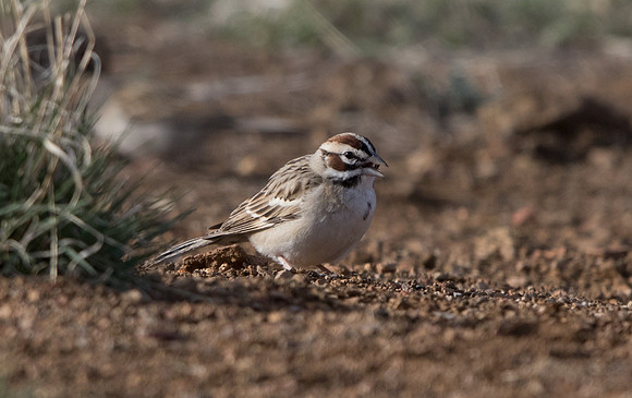 Lark sparrow (Chondestes grammacus)