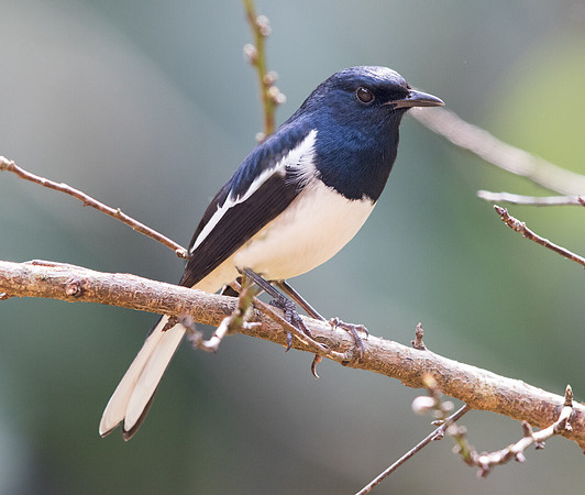 Oriental magpie-robin (Copsychus saularis) Male