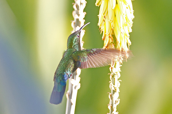 Green-throated Carib (Eulampis holosericeus)