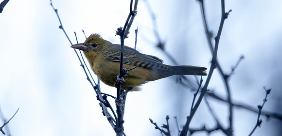 Summer tanager (Piranga rubra) Female