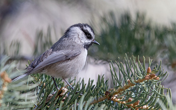 Mountain chickadee (Poecile gambeli)