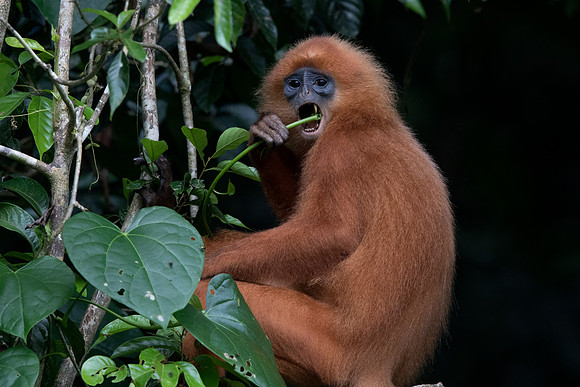 Maroon langur (Presbytis rubicunda)