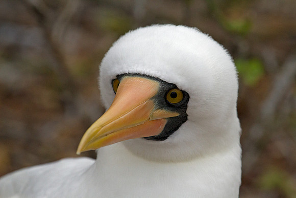 Nazca Booby (Sula granti)