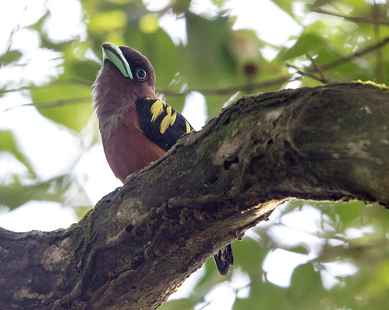 Banded broadbill (Eurylaimus javanicus) Female