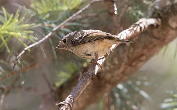 Hutton's vireo (Vireo huttoni)