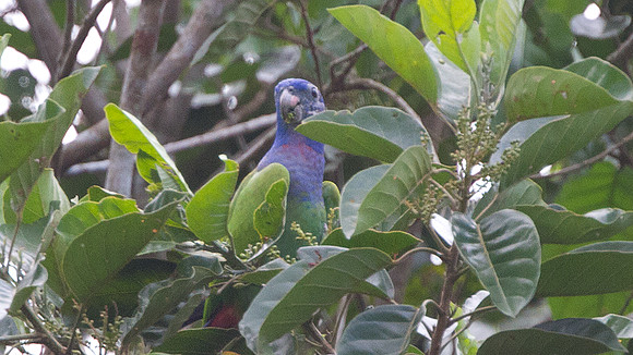 Blue-headed Parrot (Pionus menstruus)
