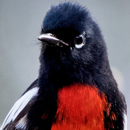Painted whitestart (Myioborus pictus)