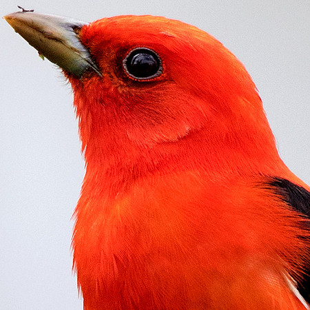 Scarlet tanager (Piranga olivacea)