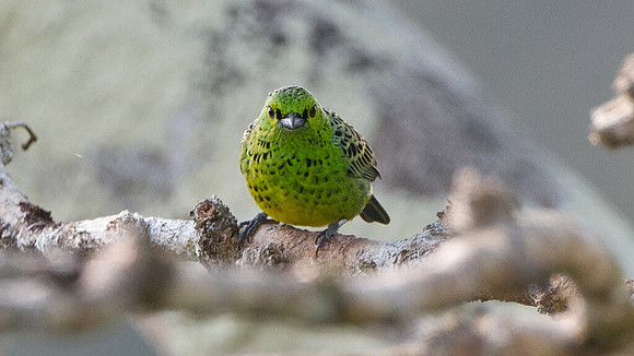 Yellow-bellied Tanager (Tangara xanthogastra)