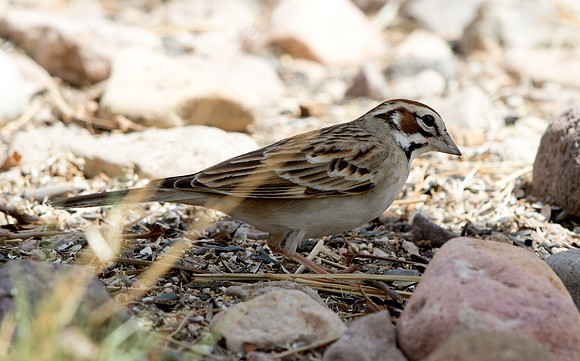 Lark sparrow (Chondestes grammacus)
