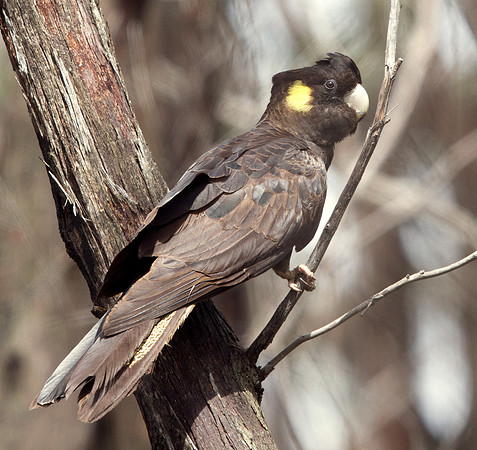 Yellow-tailed black cockatoo (Calyptorhynchus funereus)