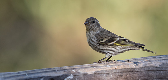Pine siskin (Spinus pinus)