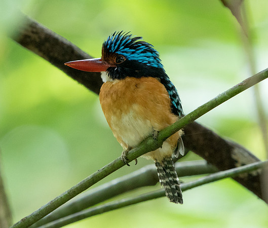Bornean Banded Kingfisher (Lacedo melanops) Male