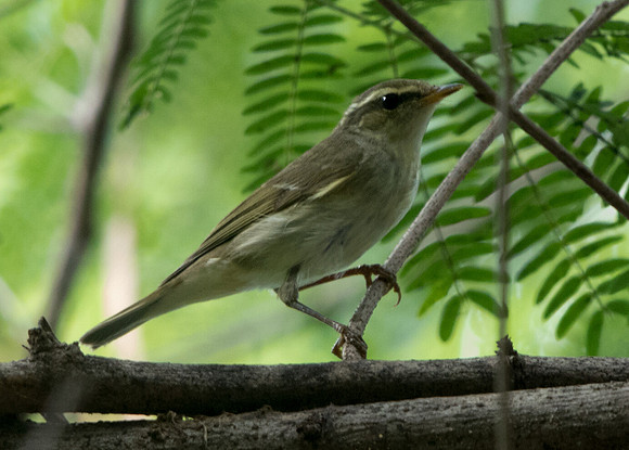 Arctic warbler (Phylloscopus borealis)