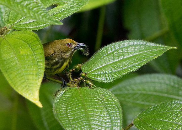 Yellow-breasted flowerpecker (Prionochilus maculatus)