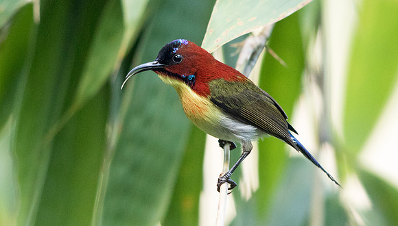 Lovely sunbird (Aethopyga shelleyi)  Male