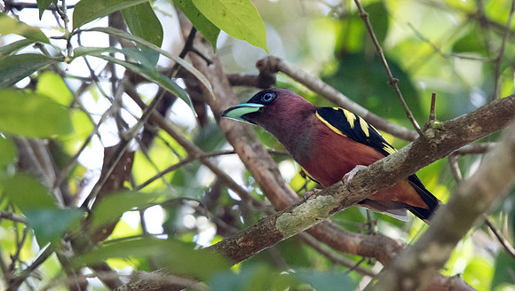 Banded broadbill (Eurylaimus javanicus) Female