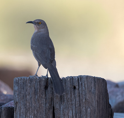 Curve-billed thrasher (Toxostoma curvirostre)
