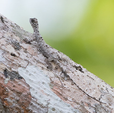 Palawan Flying Lizard (Draco palawanensis)
