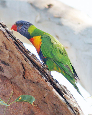 Rainbow Lorikeet (Trichoglossus haematodus)