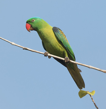 Blue-naped parrot (Tanygnathus lucionensis)