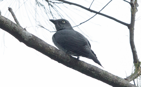 Bar-bellied cuckooshrike (Coracina striata)