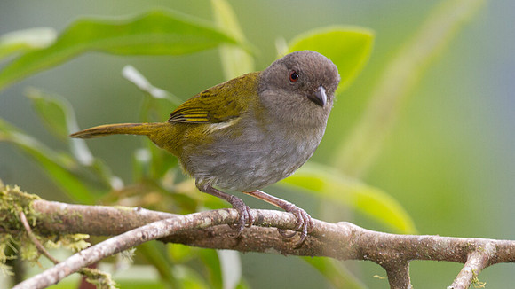 Dusky Bush-tanager (Chlorospingus semifuscus)