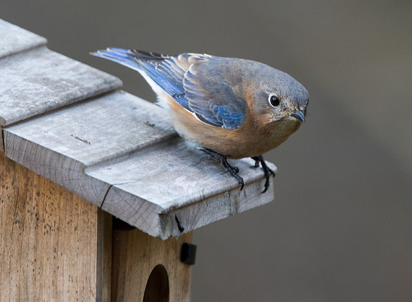 Eastern bluebird (Sialia sialis) Female