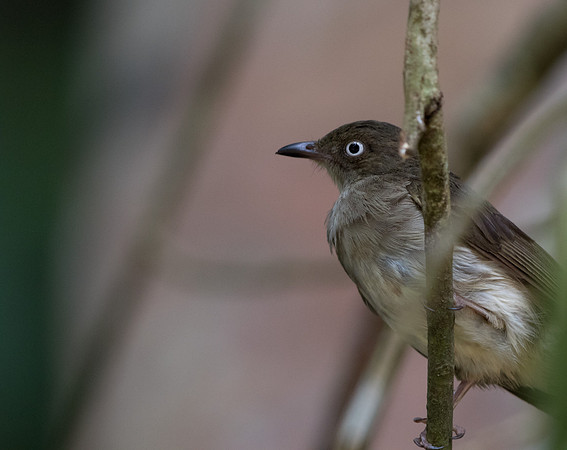 Ceam-vented bulbul (Pycnonotus simplex)