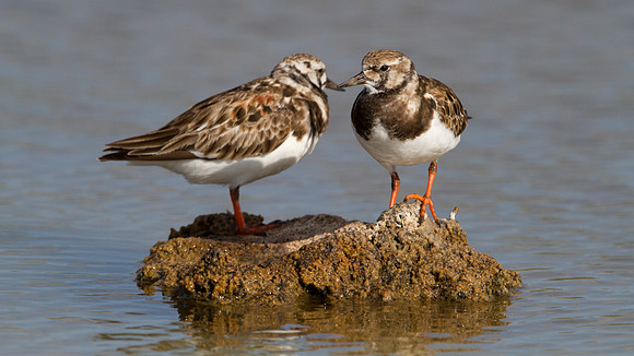 Sanderling (Calidris alba)