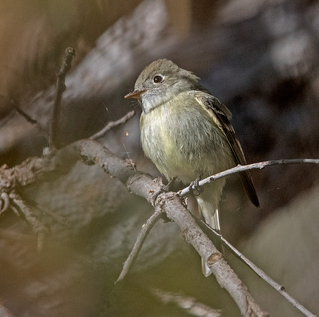 American dusky flycatcher (Empidonax oberholseri)
