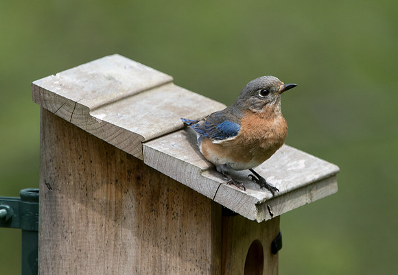 Eastern bluebird (Sialia sialis) Female