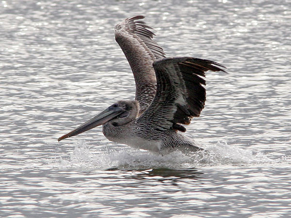 Brown Pelican (Pelecanus occidentalis)