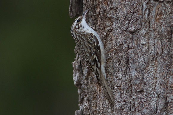 Brown Creeper (Certhia americana)
