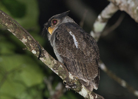 Barred eagle-owl (Bubo sumatranus)