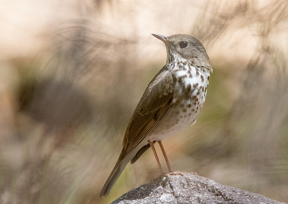 Hermit thrush (Catharus guttatus)