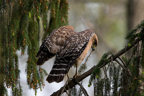 Red-shouldered hawk (Buteo lineatus)