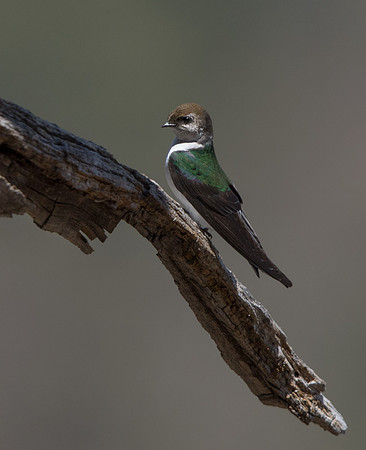 Violet-green swallow (Tachycineta thalassina)