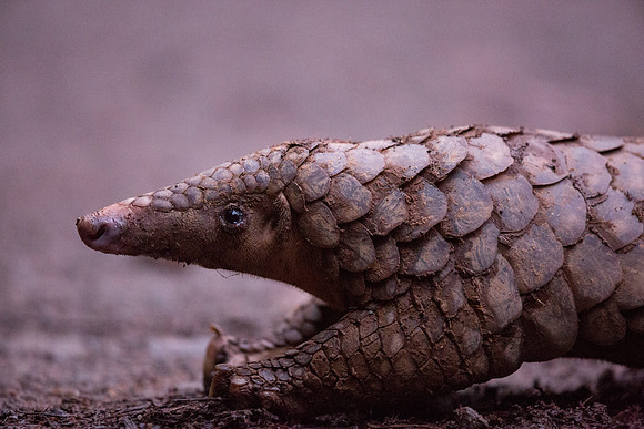 Sunda pangolin (Manis javanica)
