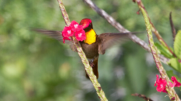 Ruby-topaz Hummingbird (Chrysolampis mosquitus) male