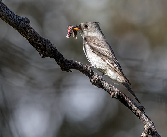 Greater pewee (Contopus pertinax)