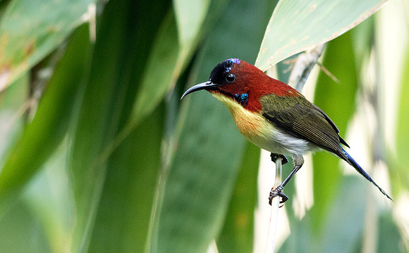 Lovely sunbird (Aethopyga shelleyi)  Male