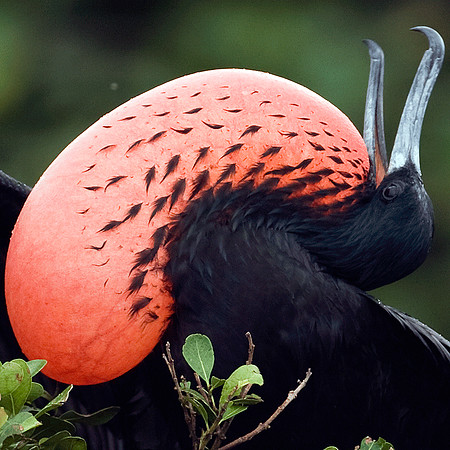 Magnificent Frigatebird (Fregata magnificens) male