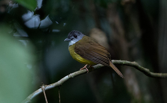 Yellow-bellied bulbul (Alophoixus phaeocephalus)
