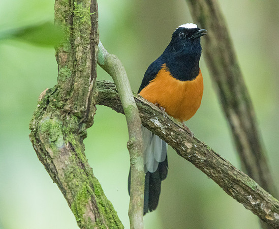White-crowned shama (Copsychus stricklandii)