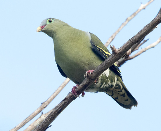 Thick-billed green pigeon (Treron curvirostra)
