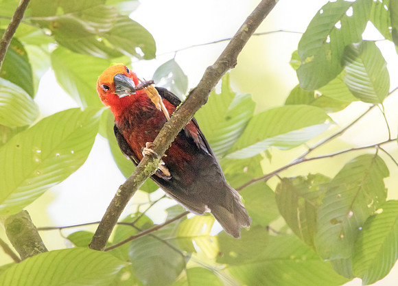Bornean bristlehead (Pityriasis gymnocephala)