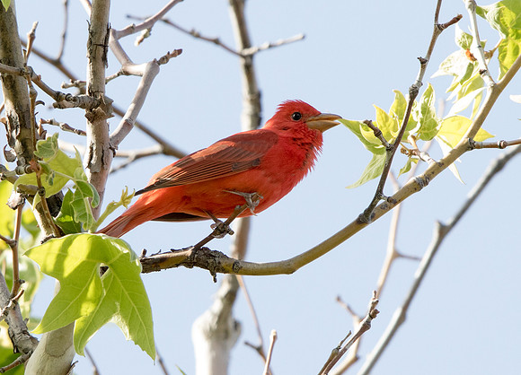 Summer tanager (Piranga rubra) Male