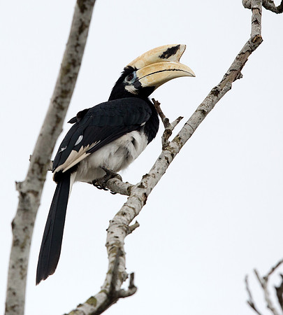 Oriental pied hornbill (Anthracoceros albirostris) Male