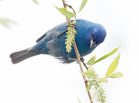 Indigo bunting (Passerina cyanea) Male